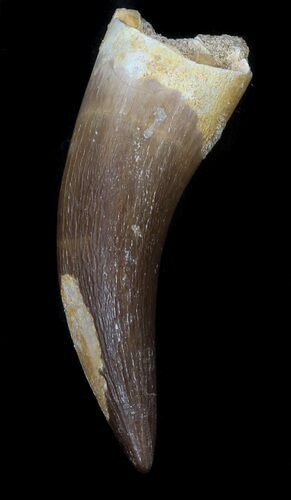 Fossil Plesiosaur Tooth - Morocco #35891